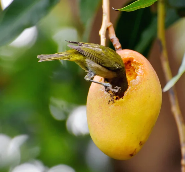 Oiseau Aux Yeux Blancs Japonais Ramasse Mange Une Mangue Mûre — Photo