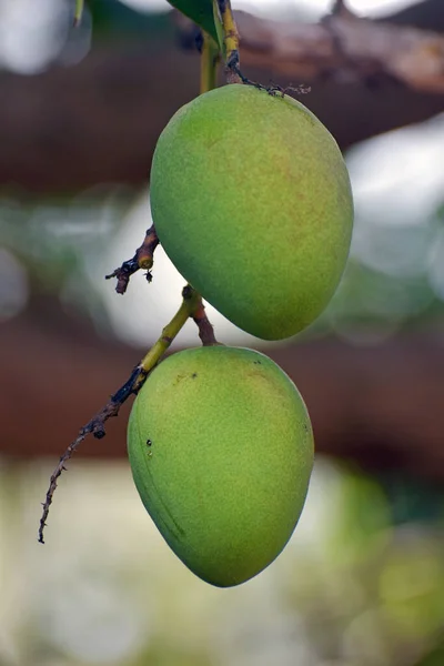 Een Paar Groene Onrijpe Mango Hangend Aan Een Mangoboom Een — Stockfoto
