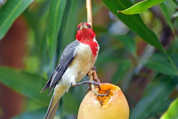 Oiseau Cardinal Crête Rouge Ramasse Mange Une Mangue Mûre Maui — Photo