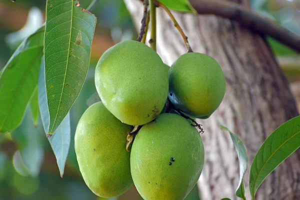 Een Stelletje Onrijpe Mango Hangend Aan Een Mangoboom Een Plantage — Stockfoto