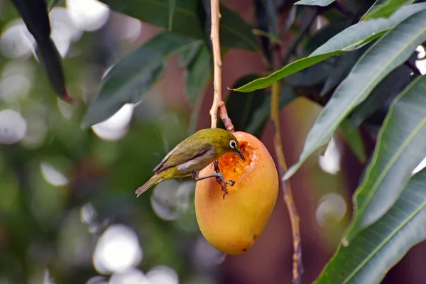 Asılan mangolu bir mango ağacı ve olgunlaşmış bir mangoyu kepçeleyip yiyen Japon beyaz gözlü bir kuşla ayrılıyor. Maui, Hawaii 'de tıklandı