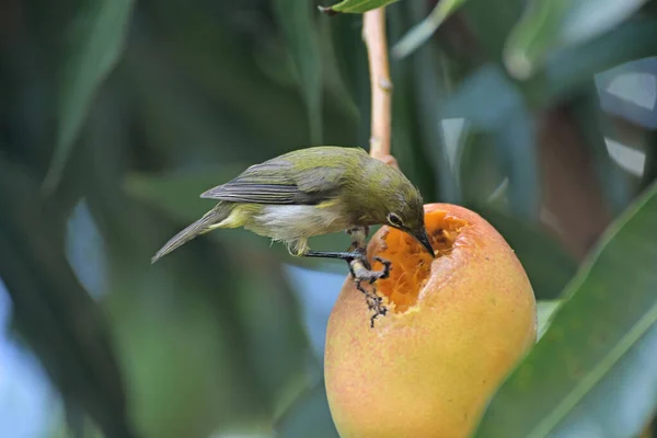 Oiseau Aux Yeux Blancs Japonais Ramasse Mange Une Mangue Mûre — Photo