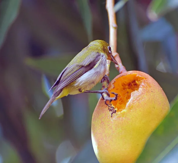 Oiseau Aux Yeux Blancs Japonais Ramasse Mange Une Mangue Mûre — Photo