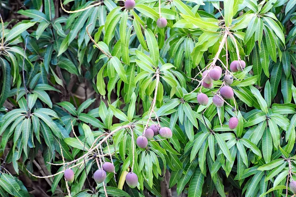 A bunch of unripe purple green mangoes hanging from a mango tree in a plantation in Maui, Hawaii, USA