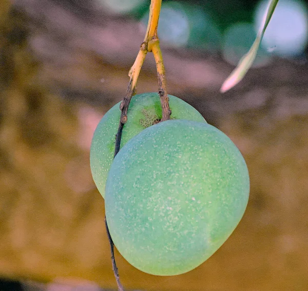 Twee Onrijpe Mango Hangend Aan Een Mangoboom Een Plantage Maui — Stockfoto