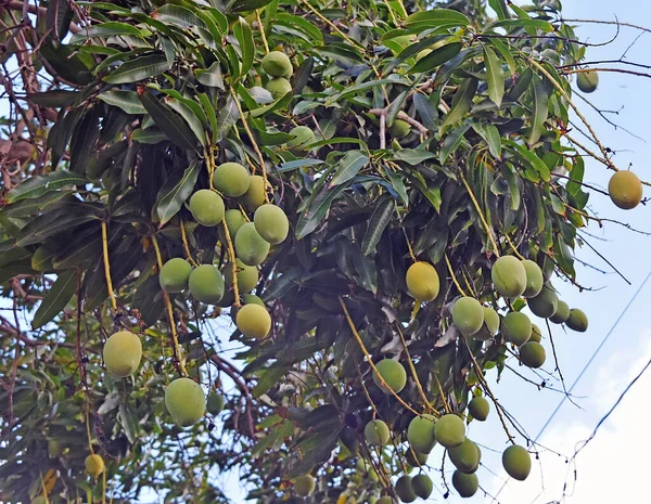 Een Stelletje Onrijpe Mango Hangend Aan Een Mangoboom Een Plantage — Stockfoto