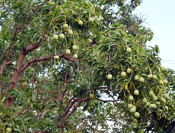 ハワイ州マウイ島のプランテーションのマンゴーの木からぶら下がっている熟れていないマンゴーの束 — ストック写真