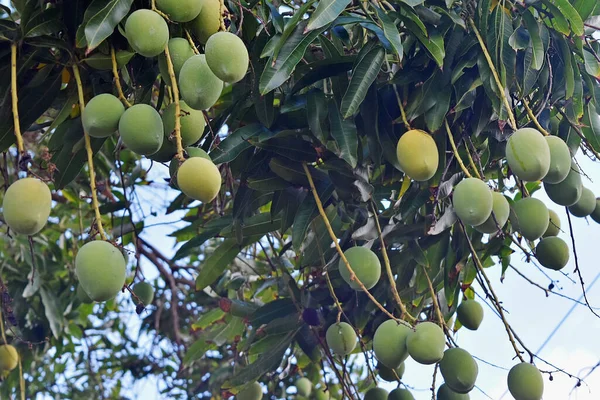 Bir grup olgunlaşmamış mango Maui, Hawaii, ABD 'deki bir çiftlikte bir mango ağacına asılmış.
