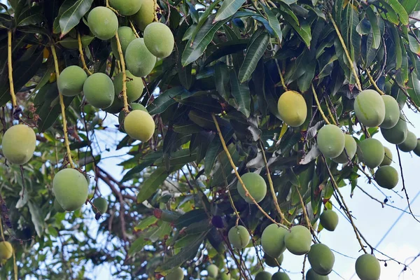 美国夏威夷毛伊岛的一个种植园里 一束未成熟的芒果挂在一棵芒果树上 — 图库照片