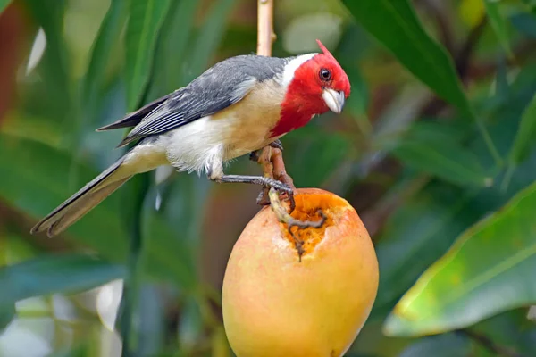 A Red crested cardinal bird scooping out and eating a ripe mango in Maui, Hawaii