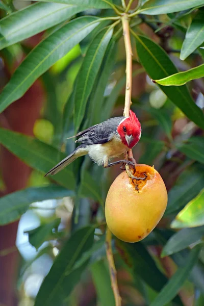 Oiseau Cardinal Crête Rouge Ramasse Mange Une Mangue Mûre Maui — Photo