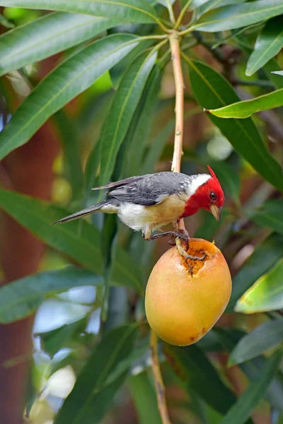 A Red crested cardinal bird scooping out and eating a ripe mango in Maui, Hawaii