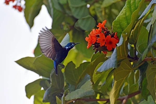 Ein Männlicher Lila Sonnenvogel Schwebt Die Orangefarbenen Blüten Eines Scharlachroten Stockbild