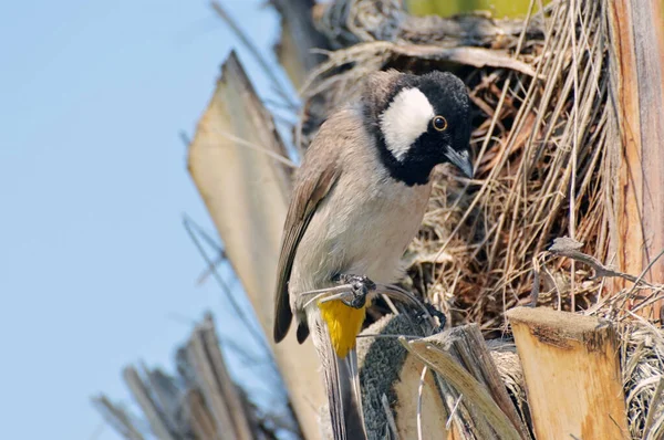 Beyaz kulaklı bir Arap bülbülü (Pycnonotus leucotis) Dubai, BAE 'deki bir hurma ağacından yuva malzemesi toplar..