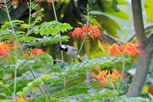 Bulbul Oreilles Blanches Pycnonotus Leucotis Arabe Assis Sur Une Branche — Photo