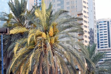 Hurma ağaçları (Phoenix Dactylifera), Sharjah 'ta bir mahallede portakal ve yeşil yarı olgunlaşmış hurmalar asar.