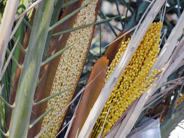 Female Flowers Date Palm Covered Spathe Borne Cluster — Stock Photo, Image