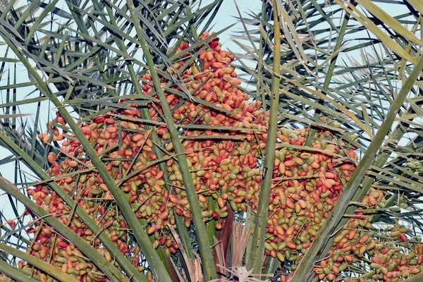 Een Dadelpalm Phoenix Dactylifera Met Opknoping Trossen Van Oranje Groene — Stockfoto