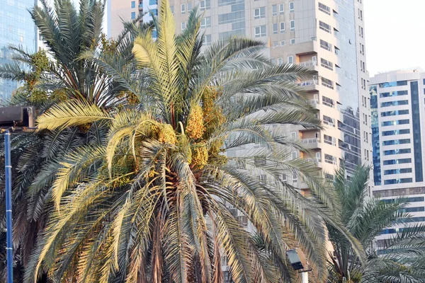 Hurma ağaçları (Phoenix Dactylifera), Sharjah 'ta bir mahallede portakal ve yeşil yarı olgunlaşmış hurmalar asar.