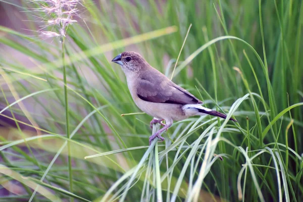 Bir Hint gümüşgagası ya da Beyaz Boğaz Munia Sharjah 'taki bir parktaki çimlerin ince filizlerine tünemiş.. 