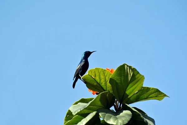 Sunbird Violet Cinnyris Asiaticus Mâle Assis Sur Branche Cordia Écarlate — Photo