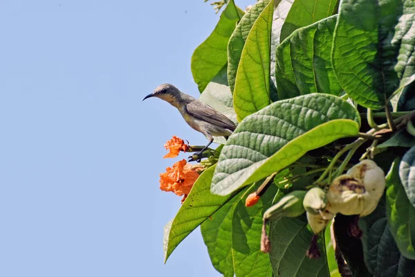 Une Femelle Sunbird Pourpre Sirotant Nectar Des Fleurs Oranges Cordia — Photo