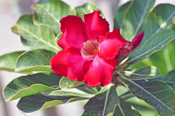 被绿叶环绕的一朵沙漠蔷薇花 Adenium Obesum 的遮掩 — 图库照片