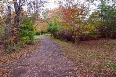 Virginia 'da yürüyen bir patika, ağaçların yaprakları dağılmış, ekim ayında kırmızı, pembe, turuncu ve sarıya dönüşüyor.