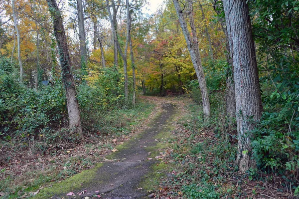 Uma Trilha Caminhada Virgínia Repleta Folhas Caídas Das Árvores Que — Fotografia de Stock