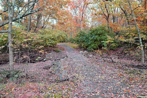 Walking Trail Virginia Strewn Fallen Leaves Trees Turning Red Pink — Stock Photo, Image