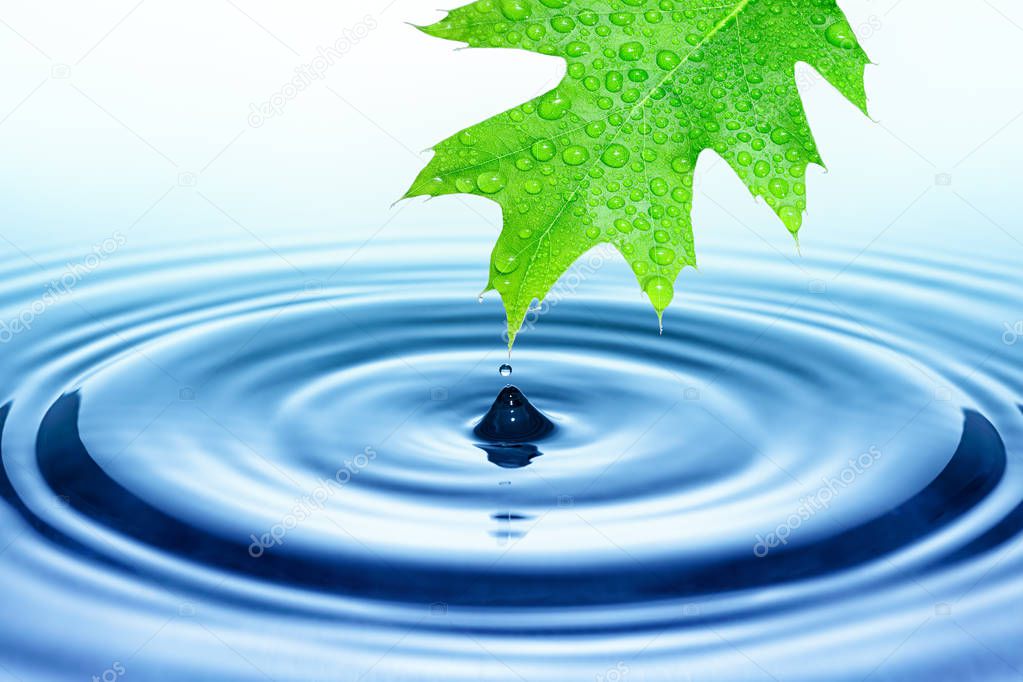 Drop of rain falling from green leaf to smooth water surface