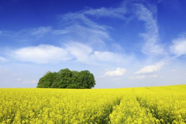 Pastoral manzara, tecavüz alanlar, mavi gökyüzü ve arka plan beyaz bulutlar arasında yalnız kestane ağacı