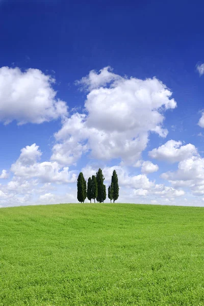 Italiaanse Mooi Landschap Groep Van Cipressen Onder Groene Gebied Van — Stockfoto