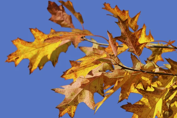 Folhas Outono Coloridas Parque Céu Azul Fundo — Fotografia de Stock