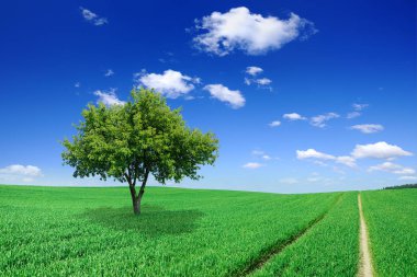 Pastoral manzara, yeşil alanlar, mavi gökyüzü ve arka plan beyaz bulutlar arasında yalnız ağaç