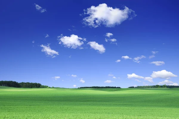 Идиллия Весенний Пейзаж Зеленые Поля Голубое Небо Белые Облака Заднем — стоковое фото