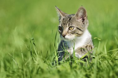 Yeşil çimenlerin üzerinde oturan genç tekir kedi