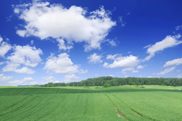 Θέα Προς Καταπράσινα Λιβάδια Μπλε Ουρανό Και Άσπρα Σύννεφα Στο — Φωτογραφία Αρχείου
