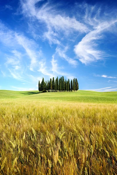 Schöne Landschaft Baumgruppe Zwischen Grünen Feldern Blauer Himmel Und Weiße — Stockfoto