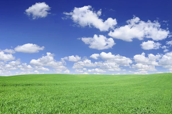 Idyllische Grasland Lente Landschap Glooiende Groene Velden Blauwe Hemel Witte — Stockfoto