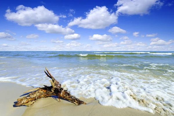 Vista Mar Velho Ramo Árvore Deitado Uma Praia Areia Vazia — Fotografia de Stock