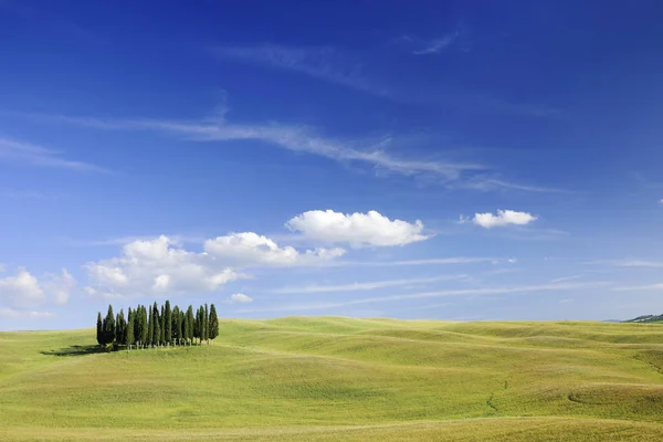 Bela Paisagem Grupo Árvores Entre Campos Verdes Céu Azul Nuvens — Fotografia de Stock