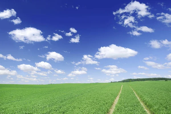 Krajina Špinavé Silnice Mezi Zelenými Poli Modrou Oblohu Bílé Mraky — Stock fotografie