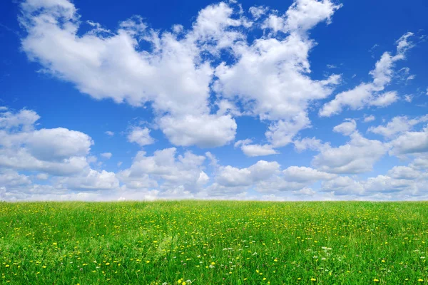 Idylliska Gräsmark Våren Landskap Gröna Fält Blå Himmel Och Vita — Stockfoto