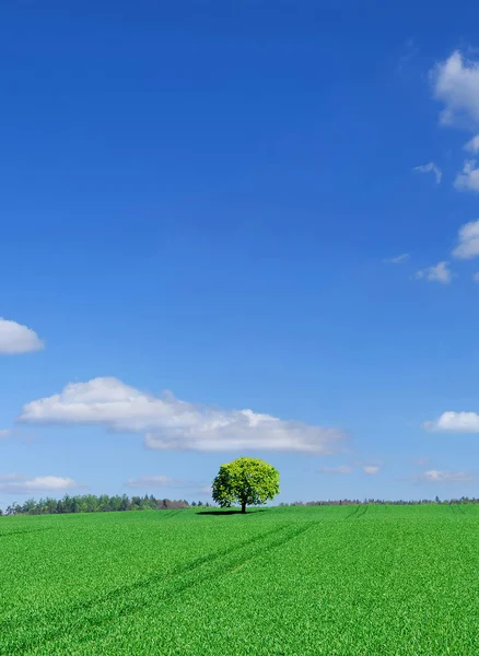 Paisagem Árvore Solitária Entre Campos Verdes Céu Azul Nuvens Brancas — Fotografia de Stock