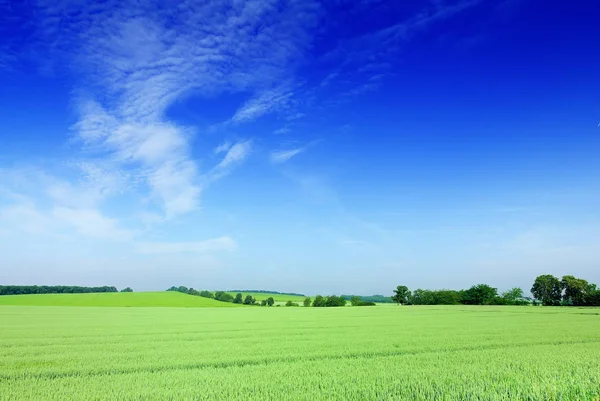 Spring Landscape View Green Fields Blue Sky Background — Stock Photo, Image