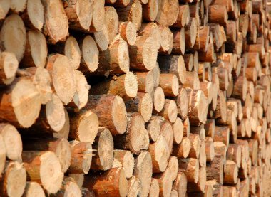 Doğal arka plan, bir ormanda yığılmış ahşap günlükleri