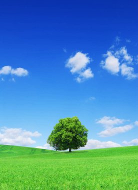 Manzara, yeşil alanlar, mavi gökyüzü ve arka plan beyaz bulutlar arasında yalnız ağaç