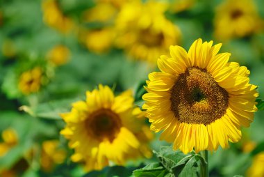 Güzel sarı ayçiçeği sahada büyüyen
