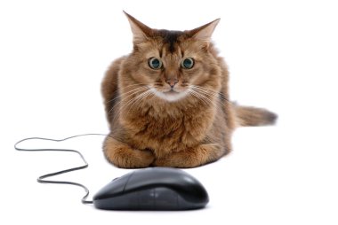 Güzel somali kedi siyah bilgisayar fare - beyaz arka plan üzerinde izole ile